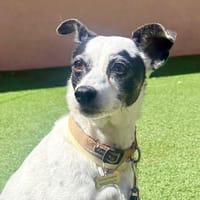 LUNA (Martina), chienne à adopter