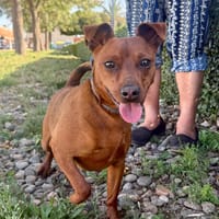 PEPE (Martina), chien à adopter
