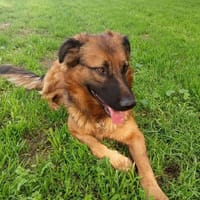 OTTO (Martina), chien à adopter