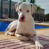 OLAF (Martina), chien à adopter