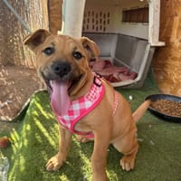 EMME (Martina), chienne à adopter