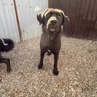 Lise, chienne à adopter