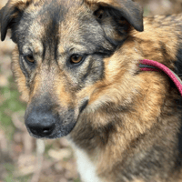 Nancy, dog to adopt