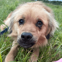 Lol, dog to adopt