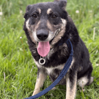 Megan, female dog to adopt