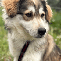 Lyric, female dog to adopt
