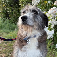 Duncan, dog to adopt