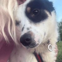Badger, dog to adopt