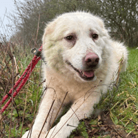 Rosie, female dog to adopt