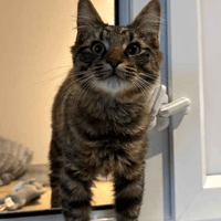 Eli, cat to adopt