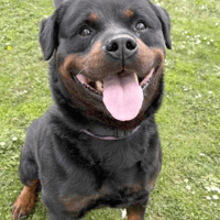 Boss, dog to adopt