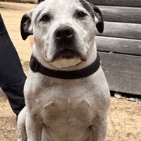 Jezz, dog to adopt