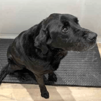 Shadow, dog to adopt