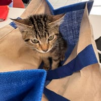 BOOBA chaton, chat à adopter