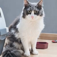 Alto, chat à adopter
