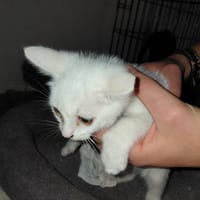 COCO CHATON BLANC, chat à adopter