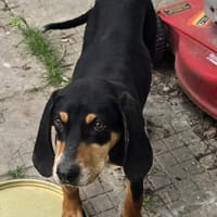 Alma, Hündin zur Adoption