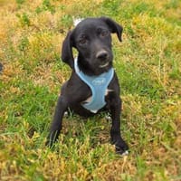Chuchi ein Labbymix Welpe, Hund zur Adoption