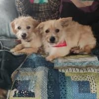 Rosi & Roxi suchen zusammen, Hündin zur Adoption