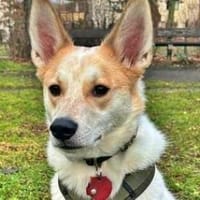 SAM - verliert sein Zuhause in Berlin!, Hund zur Adoption