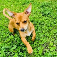 Tolles Pinscher Chihuahua Mädchen Moni, Hündin zur Adoption