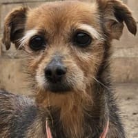 FAYE - auf Pflegestelle in Ulm/Günzburg!, Hündin zur Adoption