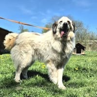 Fatima, Hündin zur Adoption