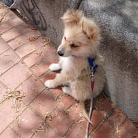 Süßer Archie🌺sucht liebevolles Zuhause, Hund zur Adoption