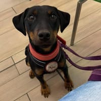 ✨Emil✨ sucht seine Menschen, Hund zur Adoption