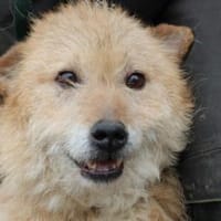 Lemon - zutraulich u. angenehm, Hund zur Adoption
