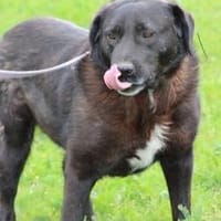 Douce - sehr verspielt u. kinderlieb, Hund zur Adoption