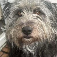 Schmusehund Helmut sucht neues Zuhause, Hund zur Adoption