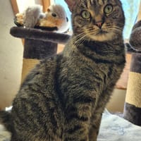 Teddy, Kater zur Adoption