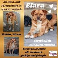 💕Elara 💕 sucht ihre Familie, Hündin zur Adoption