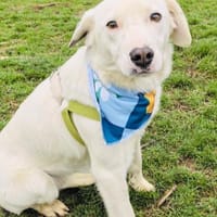 Daniel ein super lieber Familienhund, Hund zur Adoption