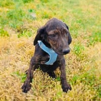Bently sucht Körbchen, Hund zur Adoption
