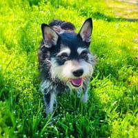 Schnauzer Mix Darko, Hund zur Adoption