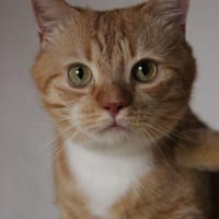 Schöner Kater mit Charakter sucht dich, Kater zur Adoption