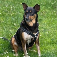 Liberty - unkomplizierte Traumhündin!, Hündin zur Adoption