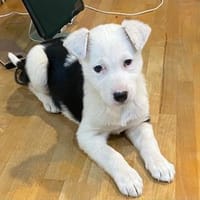 Mable sucht eine Familie, Hündin zur Adoption