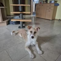 Miley sucht ihr endgültiges Zuhause, Hündin zur Adoption