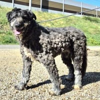 Ute, Hündin zur Adoption