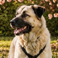 Ganzer Kerl mit absolutem Soft-Charakter, Hund zur Adoption