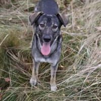 Verschmuster MORITZ sucht sein Zuhause!, Hund zur Adoption