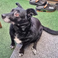 Emma - Zuhause verloren, Hündin zur Adoption