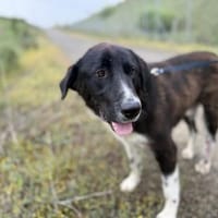 Mr. Big sucht seine Chance  vielleicht, Hund zur Adoption