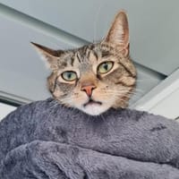 Naghisa, Katze zur Adoption
