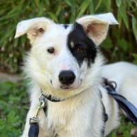 Oreo - hat ein großes Herz, Hund zur Adoption