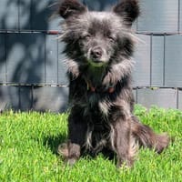 Süße Heidi ❤sucht liebevolles Heim, Hündin zur Adoption