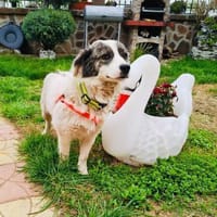 Kokonimix Snoopy, Hund zur Adoption